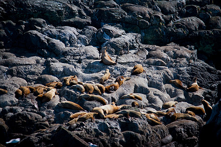 岩石上海狮集团岛屿海洋社会哺乳动物野生动物海岸白令动物群团体荒野图片