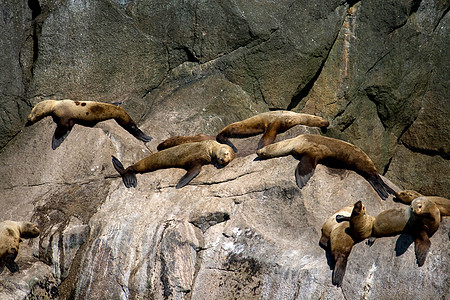 岩石上海狮集团海岸白令哺乳动物野生动物动物群海洋狮子巡航殖民地岛屿图片