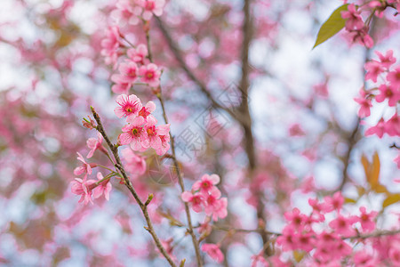五颜六色的花野生喜马拉雅樱桃在春天回来公园植物群环境花束生长植物园艺森林花瓣花园图片