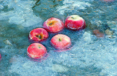 被困在冷冻水中的苹果生物学分支机构蓝色高清图片