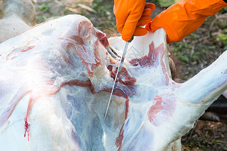 诊断乳母牛疾病瘤胃肌肉气管排便五脏六腑食管附录肋骨蛋白酶支气管背景图片