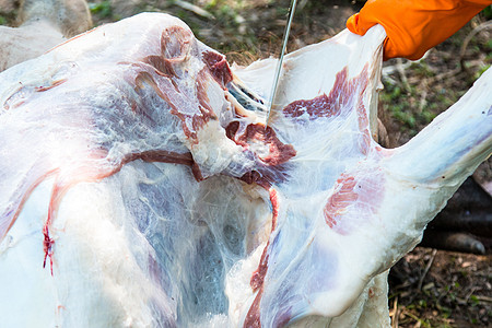 诊断乳母牛疾病排便绳索肌肉气管五脏六腑器官人声网状肋骨瘤胃背景图片