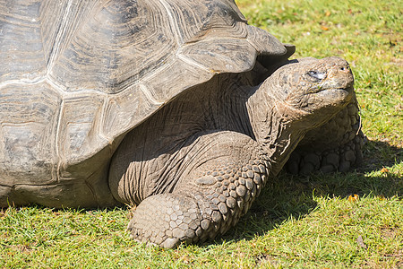 巨龟海龟在太阳中烘烤 乌龟阿尔达布拉巨人动物学桫椤环境濒危足龙动物热带情调土地野生动物图片