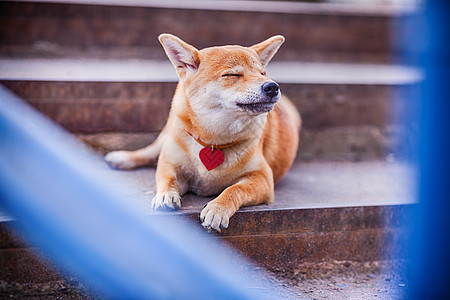 柴犬 梦图片