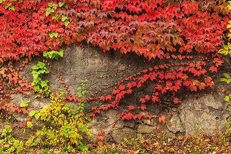 石墙上有红叶的植物叶子爬山虎植物学植物群建筑学公园爬行者红色藤蔓石头图片