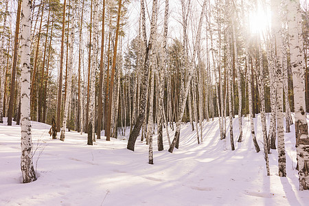 冬季伯尔赫林背景蓝色树林天空天气公园森林阳光环境生态图片