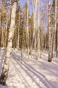 冬季伯尔赫林树干树林景观风景国家公园森林白桦林天气背景图片