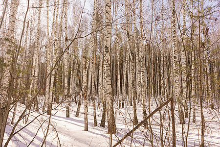 冬季伯尔赫林晴天景观树干天空场景树木国家树林木头蓝色森林景观高清图片素材
