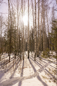冬季伯尔赫林桦木晴天树木蓝色森林阳光季节场景背景木头冬日高清图片素材