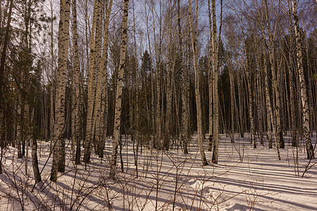 冬季伯尔赫林桦木国家树林森林蓝色晴天松树树木季节树干春天高清图片素材
