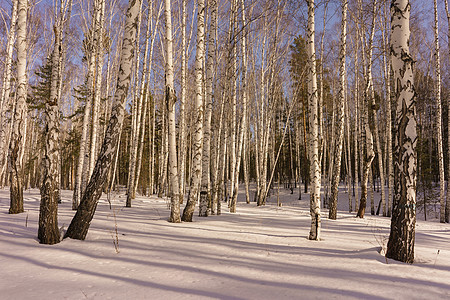 冬季伯尔赫林树木松树天气天空风景蓝色树干木头国家晴天冬天高清图片素材