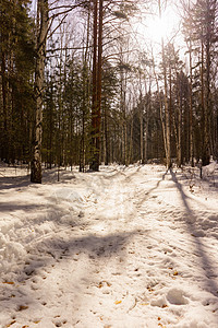 冬季伯尔赫林天空桦木树干阳光松树场景蓝色背景白桦林树林森林高清图片素材