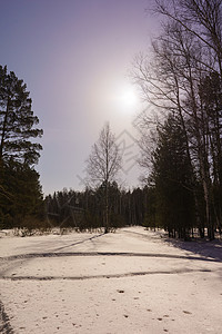 冬季伯尔赫林阳光木头树干蓝色天气树林天空树木晴天生态森林景观高清图片素材
