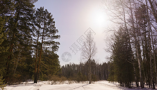 冬季伯尔赫林天气木头松树天空蓝色背景风景树干树林环境早晨高清图片素材