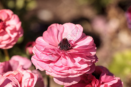 Ranunculus 花朵首映双色混合乌鸦矛草粉色白色花园花瓣黄色毛茛背景图片