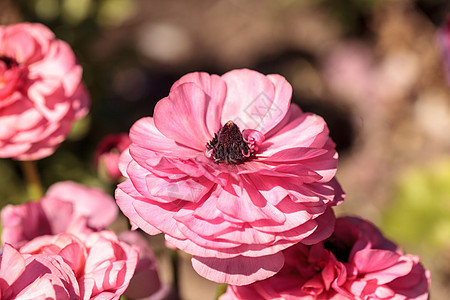 Ranunculus 花朵首映双色混合黄色乌鸦矛草粉色花园白色花瓣毛茛背景图片