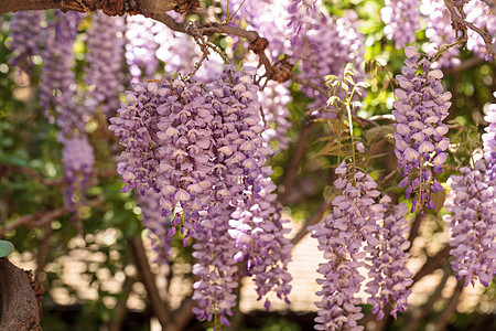 紫花生花花园花朵紫色藤蔓图片