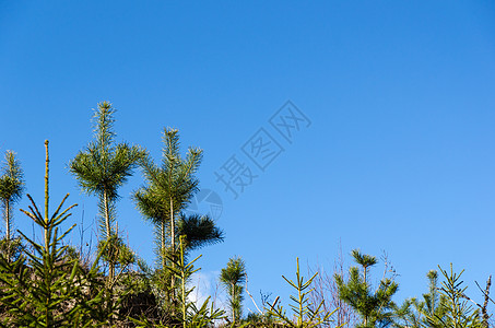 种植松树植物图片