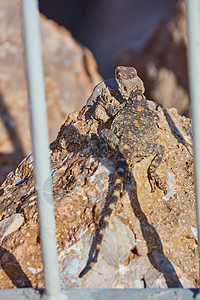 斯泰利翁蜥蜴坐在岩石上野生动物尖刺骏马动物爬虫沙漠星星公园皮肤石头图片