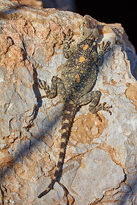 斯泰利翁蜥蜴坐在岩石上爬虫爬行动物野生动物沙漠骏马公园尾巴动物星星动物群图片