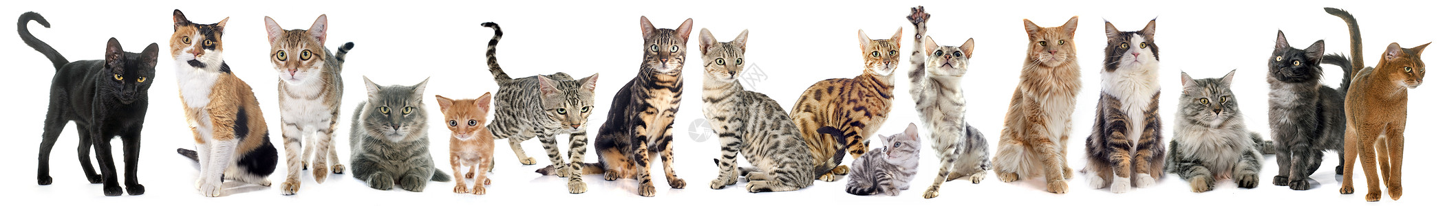 一组猫三色棕色工作室虎斑团体男性宠物黑色女性深渊图片