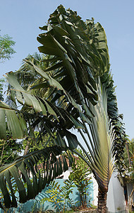 旅行者树植物气候植被旅行植物群手掌地区旅游热带图片