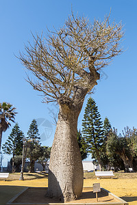 树 西班牙安达卢西亚卡迪兹热诺维斯公园图片