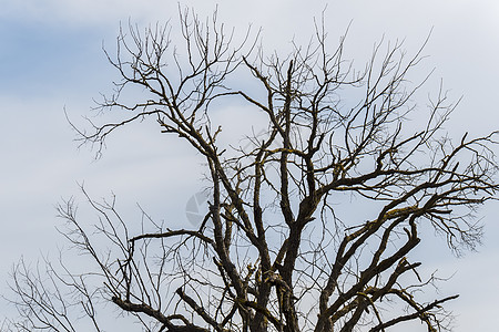 在自然中间的枯树国家野生动物农业孤独森林生态生长死亡荒野木头图片