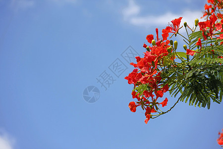 孔雀花植物群孔雀灌木火焰橙子雌蕊美丽花瓣花朵植物图片