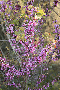 Cecis东红丁树花朵紫色粉色蓝色园艺天空季节紫荆花紫荆图片