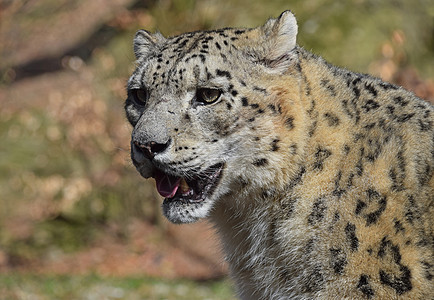 雪豹近身肖像食肉男性盎司眼睛野生动物豹属相机哺乳动物动物园捕食者图片