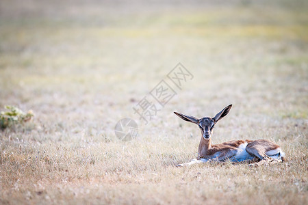 婴儿春博克躺在草地上大草原灌木丛飞机浏览器哺乳动物跳羚牛角食草荒野草原图片