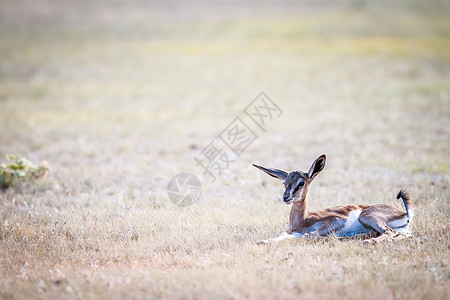 婴儿春博克躺在草地上飞机动物旅行食草浏览器野生动物国家草原牛科大草原图片