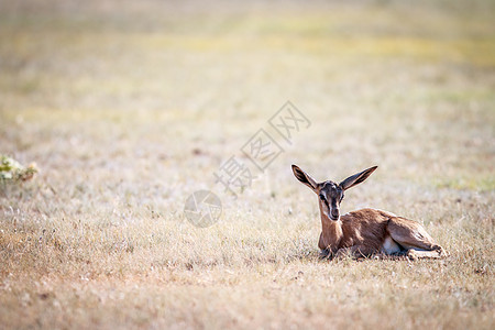 婴儿春博克躺在草地上公园动物群牛角野生动物旅行生态荒野草原冒险哺乳动物图片