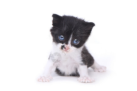 可爱的婴儿Tuxedo风格 在白色背景上的小猫流浪黑色燕尾服敬畏日历猫科动物工作室朋友宠物暖心背景图片