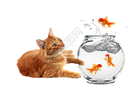 猫咪放松 看金鱼逃出他的碗图片