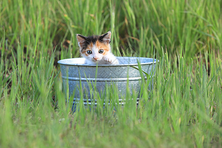 日落之日 绿高草中小猫户外猫咪黑色猫科动物白色暖心流浪日历婴儿工作室自然光背景图片