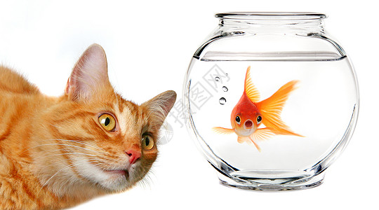 搞笑猫观金鱼卡利科猫看金鱼背景