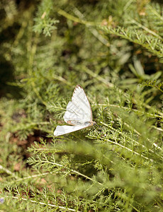 海参南方大白蝴蝶 阿西娅蒙托斯特黑腹翅膀植物花园昆虫背景