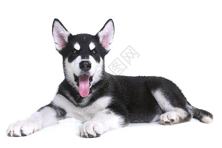 演播室白背景的阿拉斯加马拉穆特小狗动物主题家畜灰色白色工作室犬类宠物血统日历图片