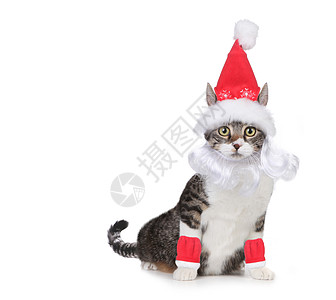 猫穿着圣诞老人帽子和白色的胡子背景
