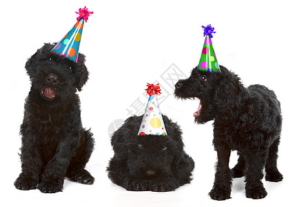 生日 黑色俄罗斯泰里尔背景纯种狗颜色友谊小狗外貌派对宠物工作室主题图片