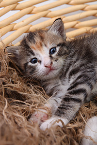 新生小猫在篮子里短发白色毛皮猫科条纹猫咪胡须爪子家庭动物图片