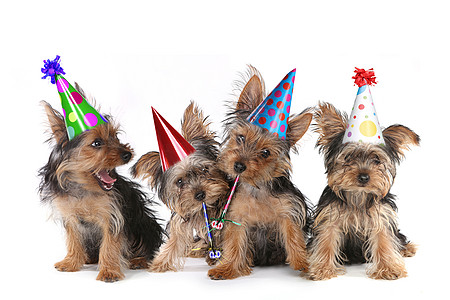 生日主题小狗在白色棕色犬类日历家畜帽子唱歌乐趣动物活动哺乳动物图片