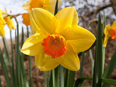 春时近距离接近黄水仙峡谷仙花风景黄水百合季节水仙自然景观花束花朵香味图片