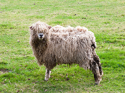 野野羊农业婴儿妈妈哺乳动物耳朵羊毛动物顶峰羊肉农场图片