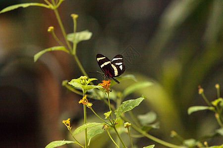 粉红玫瑰燕尾蝴蝶花园野生动物翅膀昆虫扁翅目背景图片
