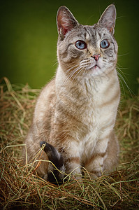 猫在海中草垛猫科动物群宠物远亲家畜眼睛野猫稻草流浪猫图片