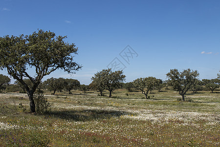 Alentejo的春天风景土地牧场草原花朵农村草地天空农场乡村白色图片