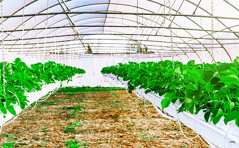 用于种植草莓的  温室  内观农村晴天食物土地花园绿色植物蔬菜生长农业植物学图片